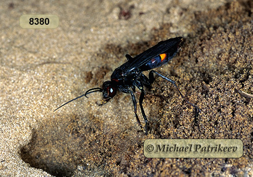 Blue-black Spider Wasp (Anoplius atrox) (Dahlbom, 1843)